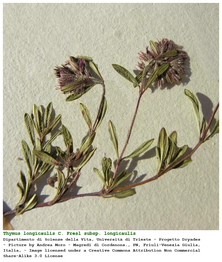 Thymus longicaulis C. Presl subsp. longicaulis